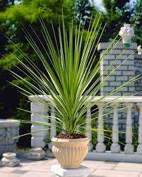 Cabbage Palm - New Zealand Cabbage Tree -Cordyline australis - Exotic Tree - 20 Seeds