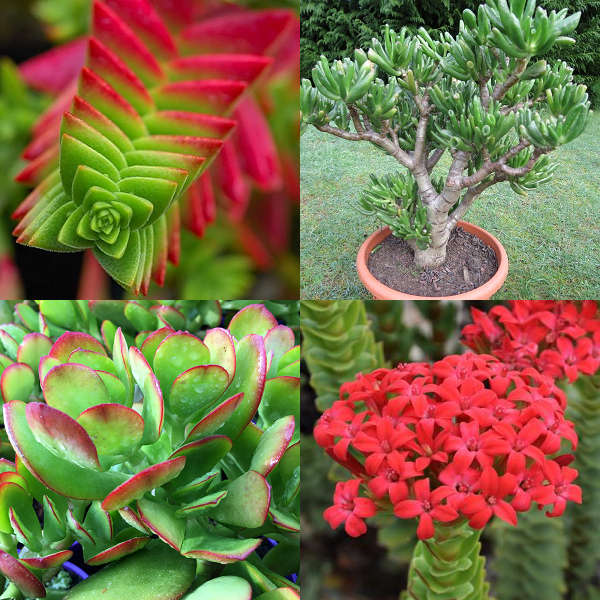 Crassula Mixed Species - indigenous succulent - 10 seeds
