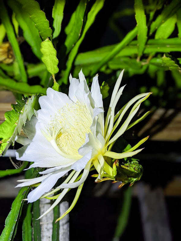 White Flesh / Red Skin Dragon Fruit / Pitaya "Delight" -Hylocereus guatemalensis & Hylocereus und...