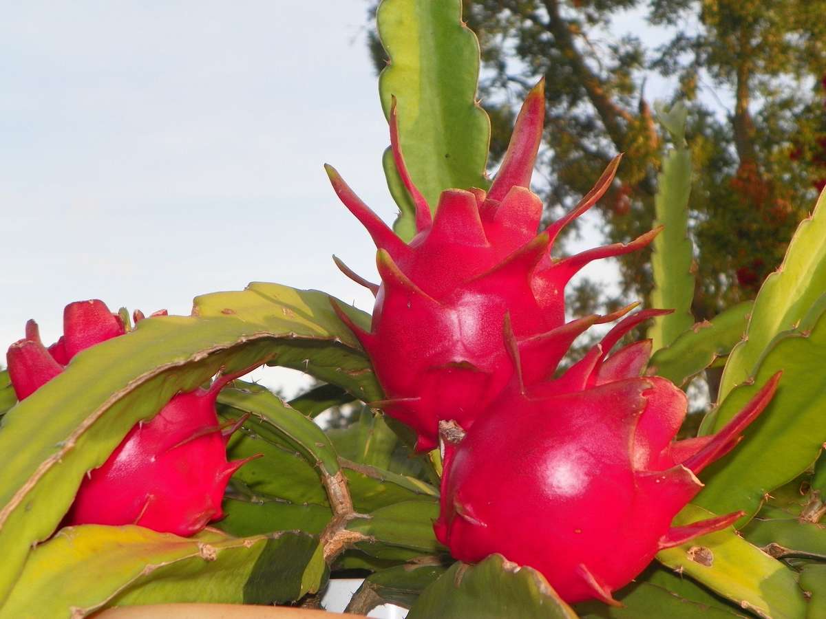 White Flesh / Red Skin Dragon Fruit / Pitaya "Delight" -Hylocereus guatemalensis & Hylocereus und...