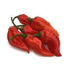 Dorset Naga - Chilli Pepper - Capsicum Chinense - 5 seeds