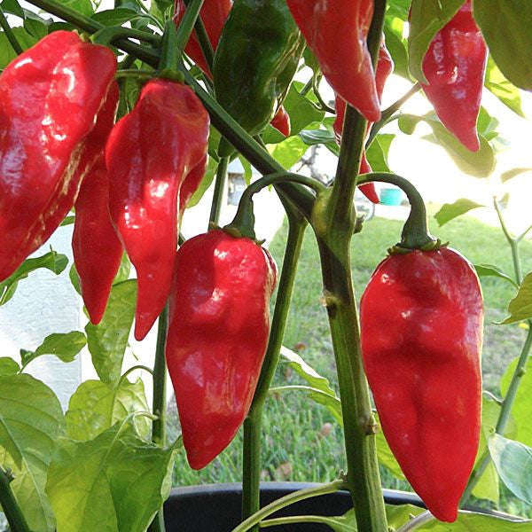 Devils Tongue Red - Capsicum Annuum - Chilli Pepper - 5 Seeds