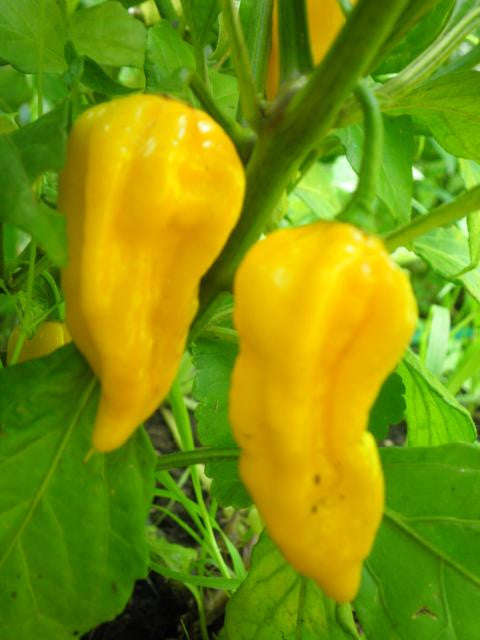 Devils Tongue Yellow - Capsicum Annuum - Chilli Pepper - 5 Seeds