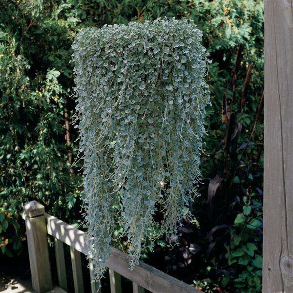 Silver Nickel Vine - Dichondra Silver Falls - Dichondra argentea - Creeper / Ground Cover - 5 Seeds