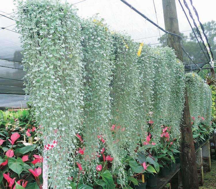 Silver Nickel Vine - Dichondra Silver Falls - Dichondra argentea - Creeper / Ground Cover - 5 Seeds