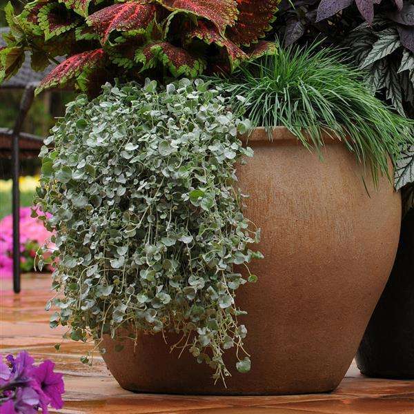 Silver Nickel Vine - Dichondra Silver Falls - Dichondra argentea - Creeper / Ground Cover - 5 Seeds
