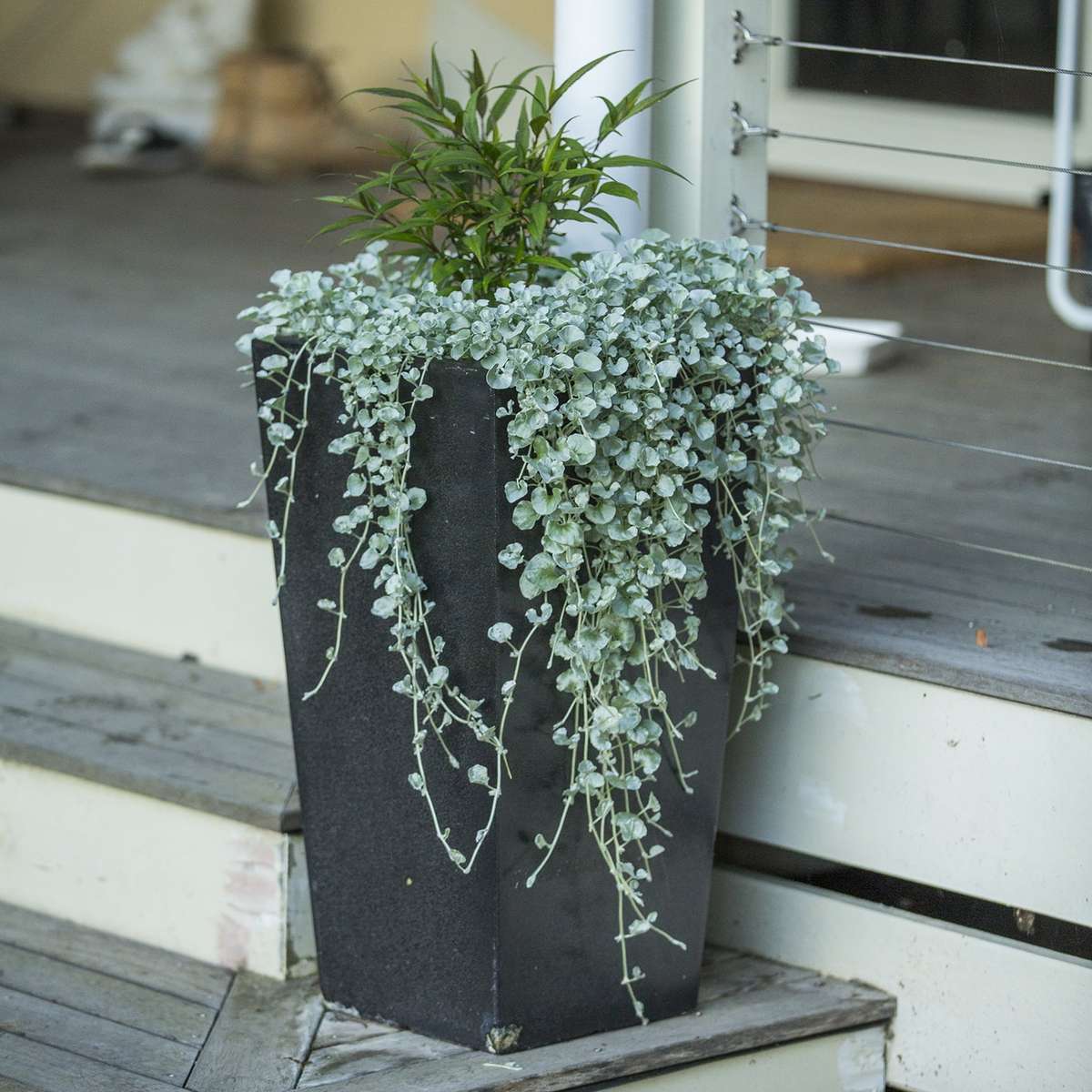 Silver Nickel Vine - Dichondra Silver Falls - Dichondra argentea - Creeper / Ground Cover - 5 Seeds