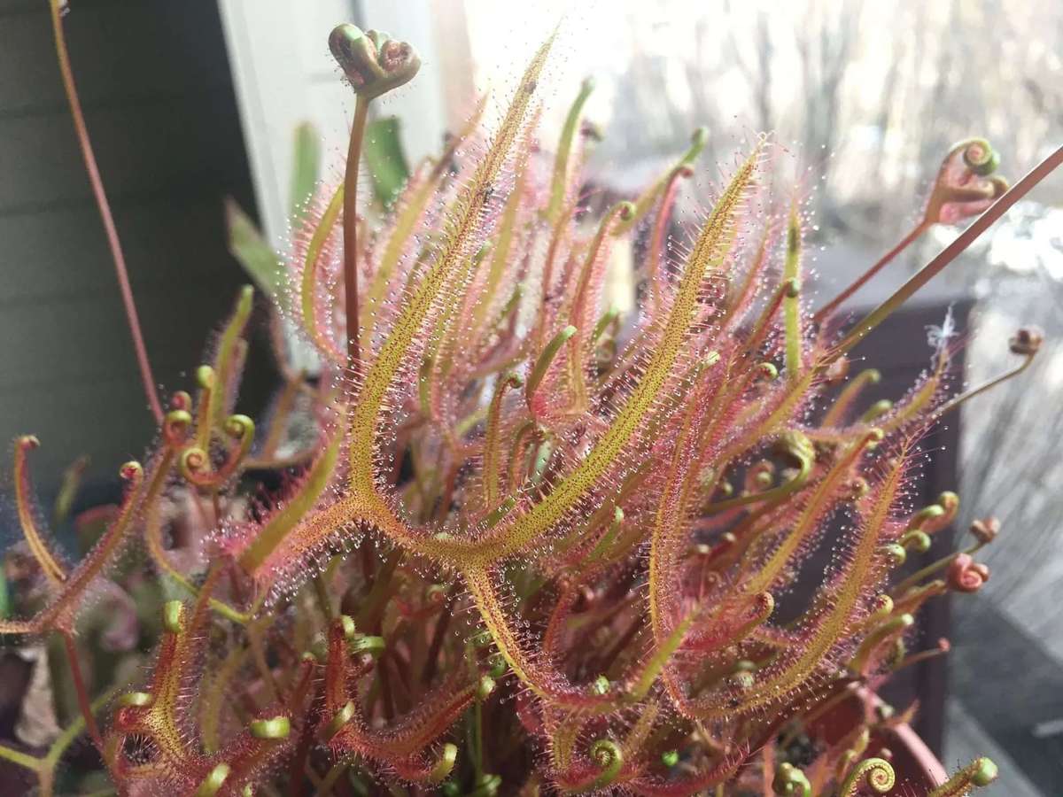 Drosera binata v dichotoma - Giant Forked Sundew -  Carnivorous Sundew Plant - 10 Seeds
