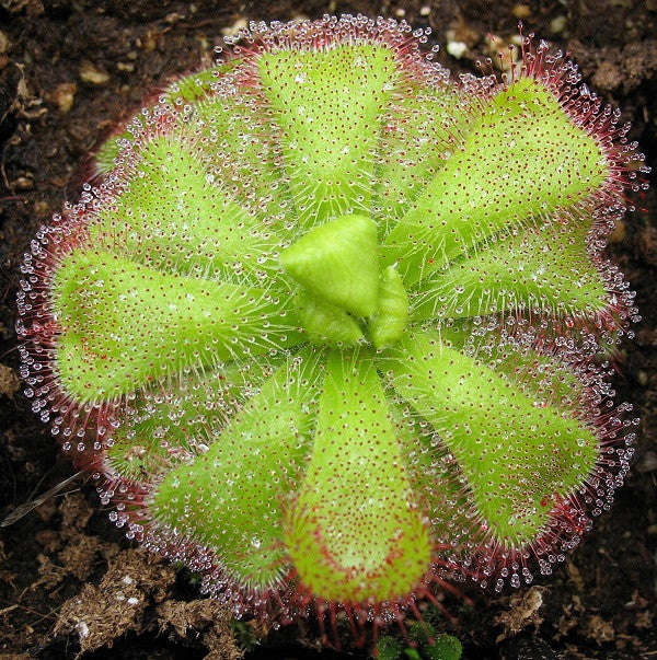 Drosera cuneifolia - Indigenous South African Carnivorous Plant - 10 Seeds