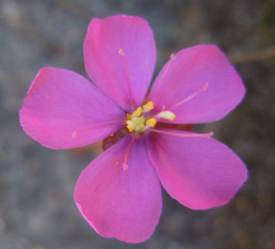 Drosera cuneifolia - Indigenous South African Carnivorous Plant - 10 Seeds