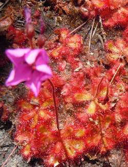 Drosera cuneifolia - Indigenous South African Carnivorous Plant - 10 Seeds