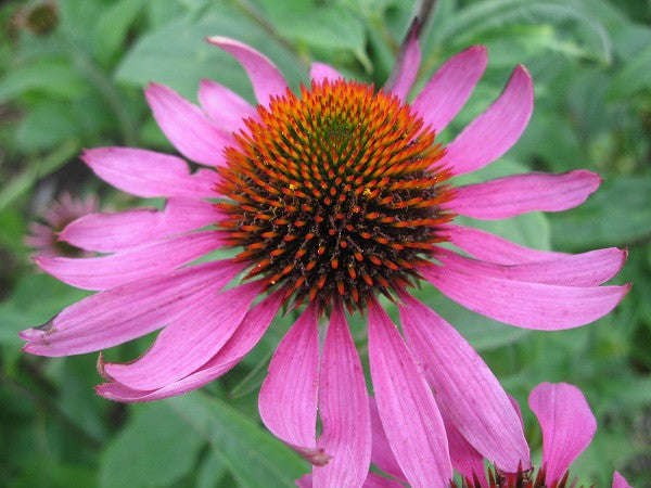 Echinacea purpurea - Purple Coneflower - Bulk Herb Seeds - 20 grams