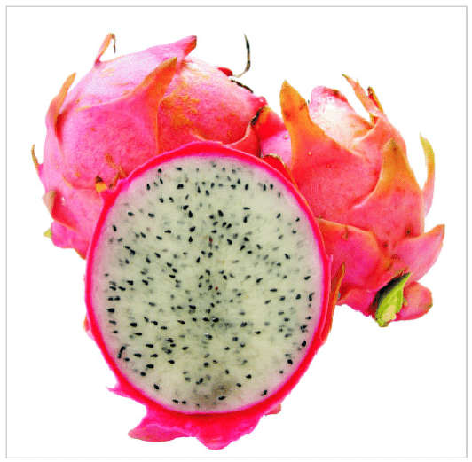 White Flesh Pitaya / Dragon Fruit - "L.A Woman" - Hylocereus undatus - Exotic Succulent Fruit - 1...