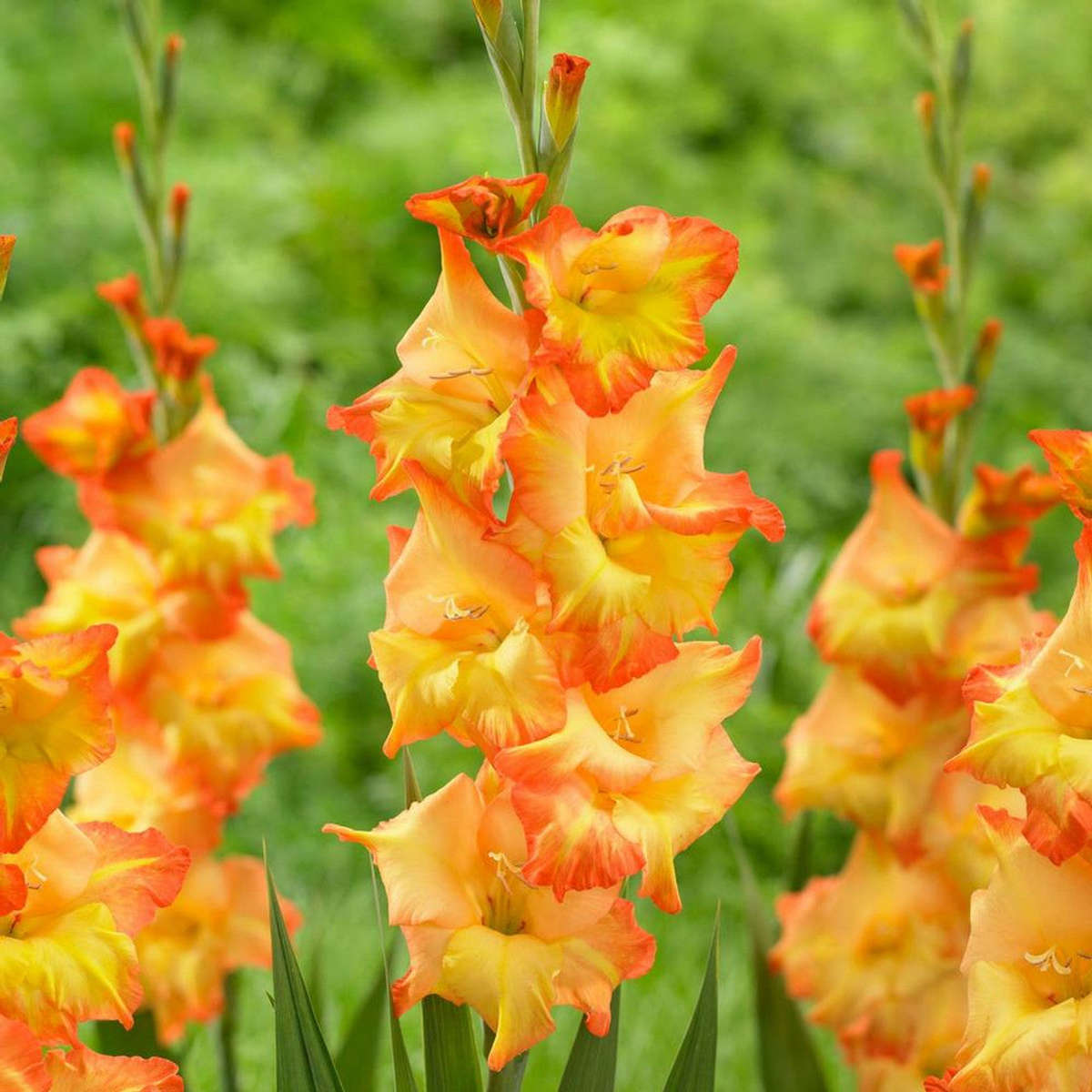 Gladiolus Bulbs - Gladioli Sunshine | Pre-Order - Ships Early to Mid September