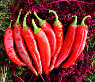Guajillo Chilli Pepper - Capsicum Annuum - 10 Seeds