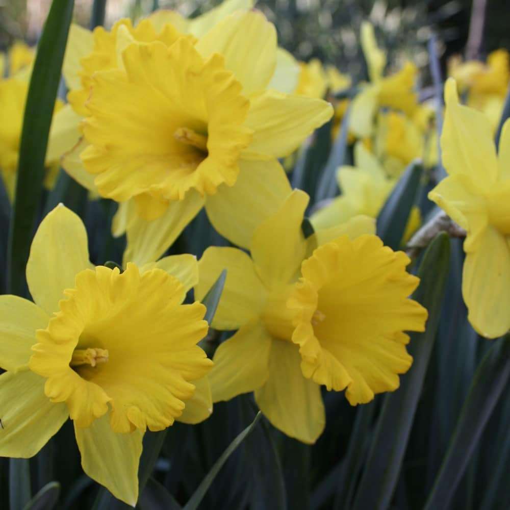 Daffodil / Narcissus Flower Carpet  5 bulbs p/pack (Bulbs - not seeds)