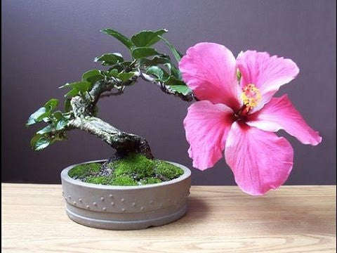 Hibiscus syriacus - Common Hibiscus - Rose of Sharon - Bonsai Tree / Shrub - 5 Seeds