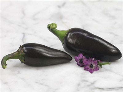 Hungarian Black Chilli Pepper - Capsicum Annuum - Chilli Pepper - 20 Seeds