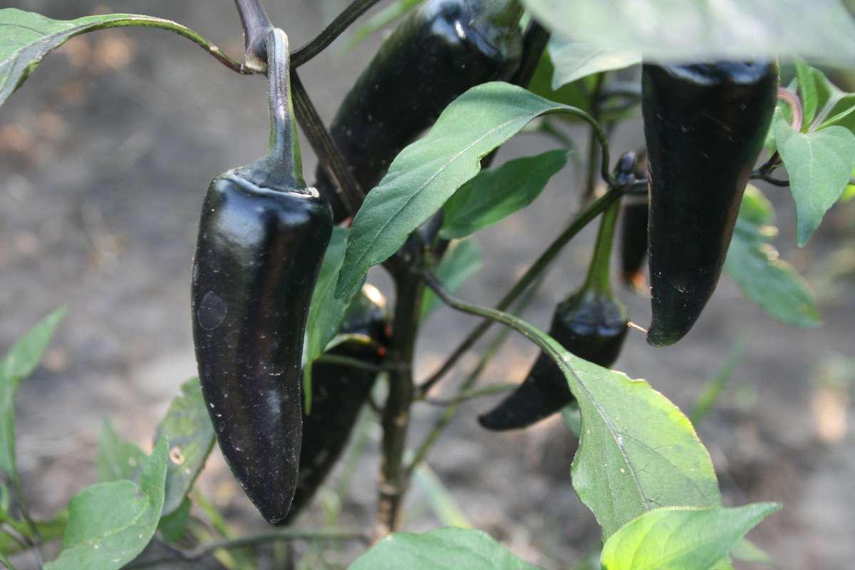 Hungarian Black Chilli Pepper - Capsicum Annuum - Chilli Pepper - 20 Seeds