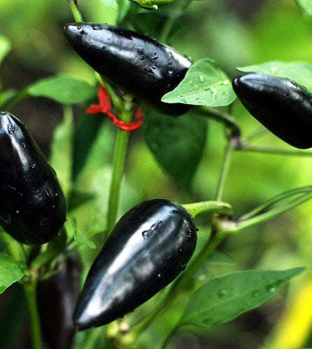 Hungarian Black Chilli Pepper - Capsicum Annuum - Chilli Pepper - 20 Seeds