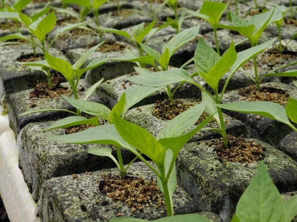 Jiffy Growblocks - Various Sizes - Packs of 10