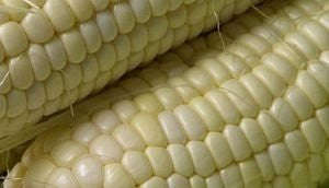 Kalahari Green Early Pearl White Maize - Mealies - Open Pollinated - Bulk Vegetable Seeds - 1kg