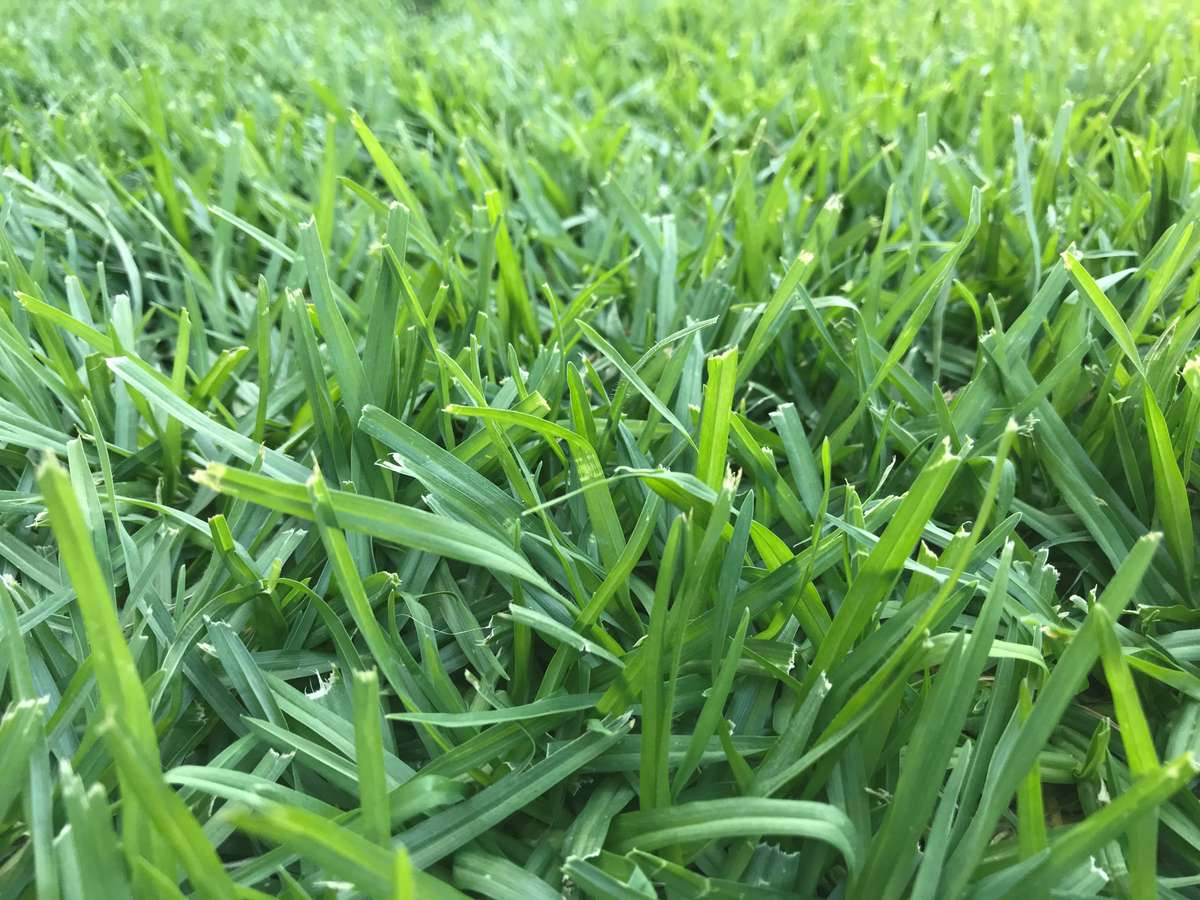 Kikuyu Lawn / Grass Seed