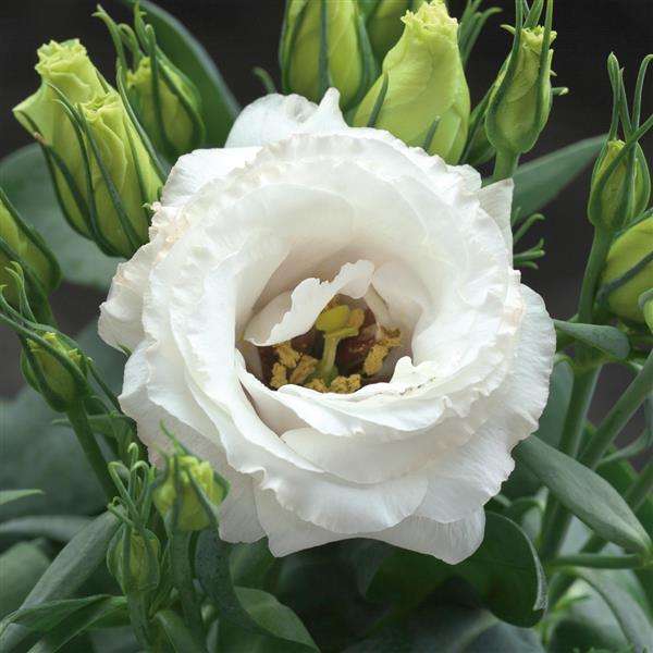 Lisianthus Pot Julietta White- Feature flowers particularly suited to potting - 10 seeds