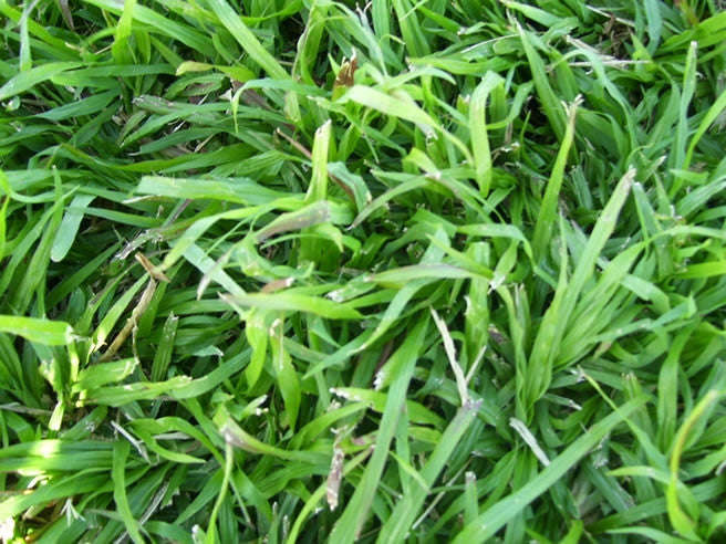 LM Berea Lawn / Grass Seed - LM Berea - 750 grams - 250m2