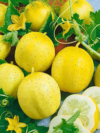 Lemon Cucumber - ORGANIC - Heirloom Vegetable - 10 Seeds