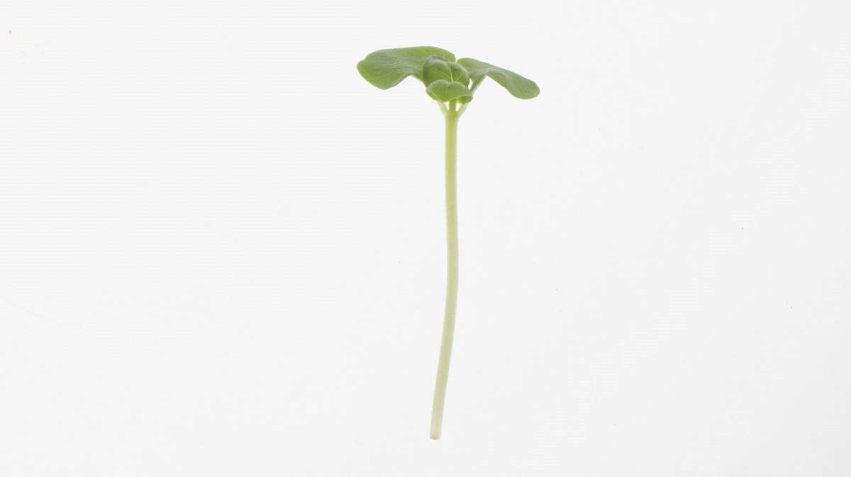 Lemon Basil - Sprouting / Microgreen Seeds