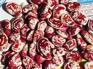 Madagascar Lima Beans - Heirloom Vegetable - Perennial Beans - Phaseolus lunatus - 10 Seeds