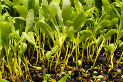 Green Swiss Chard - Microgreen Seeds - 100 Grams