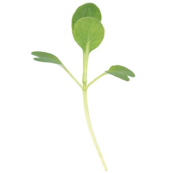 Tatsoi Mustard - Microgreen Seeds - 100 Grams