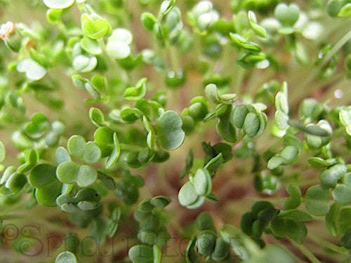 Arugula / Rocket - Microgreen Seeds - 500 grams