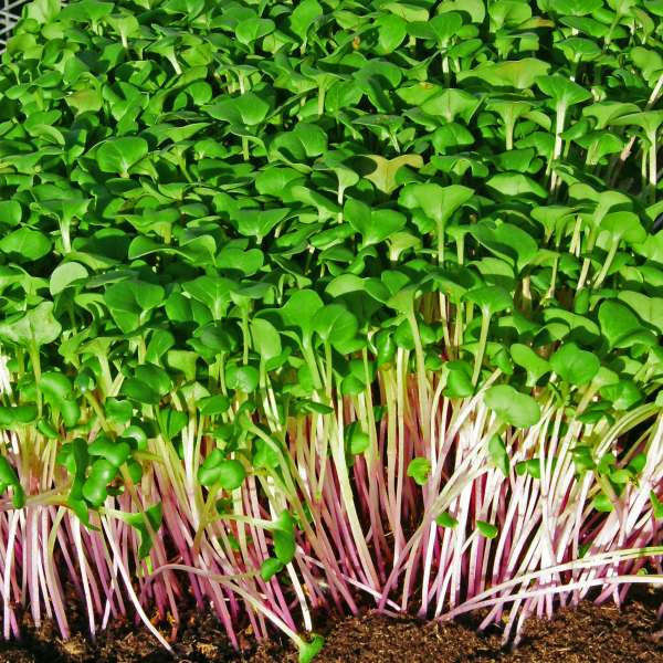 Red Cabbage - Sprouting / Microgreen Seeds - 1kg