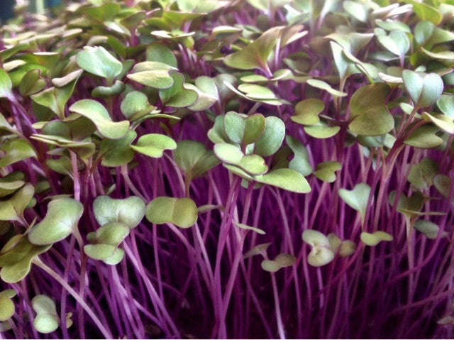 Purple Kohlrabi - Sprouting / Microgreen Seeds - 1kg