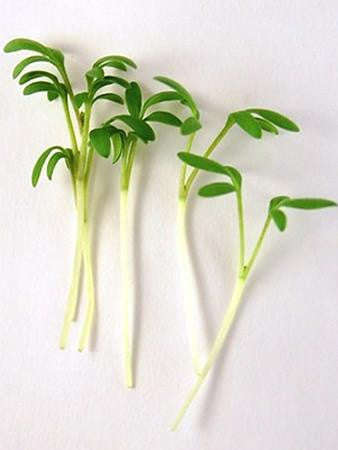 Cress - Microgreen Seeds - 100 Grams