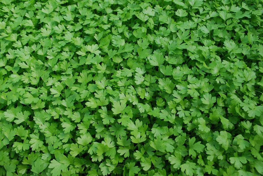 Flat Italian Parsley - Microgreen Seeds