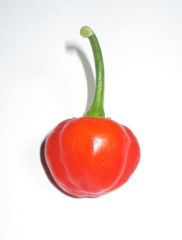 Cape Medallion Sweet Red Cherry Pepper - Capsicum baccatum v pendulum - 10 Seeds