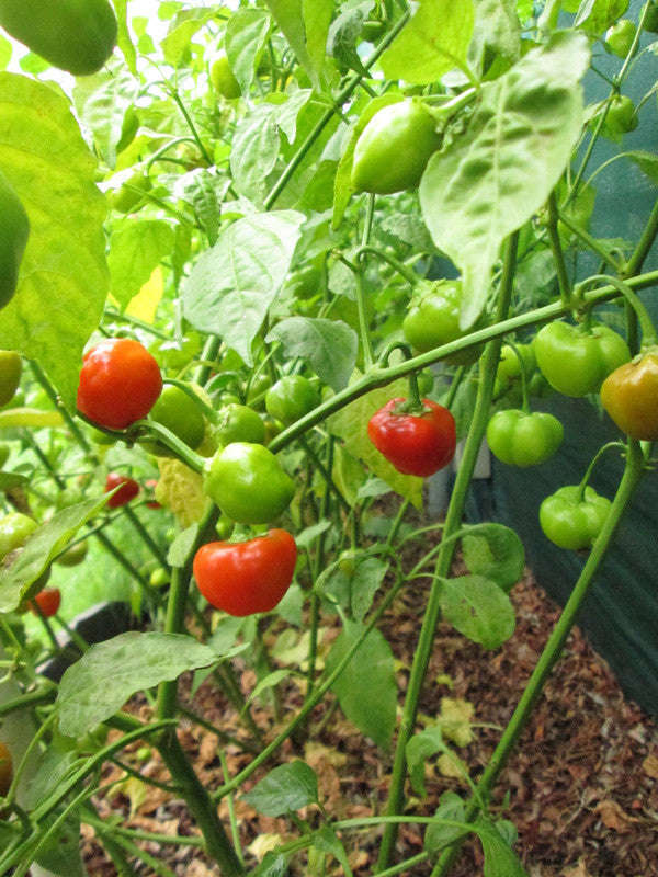 Cape Medallion Sweet Red Cherry Pepper - Capsicum baccatum v pendulum - 10 Seeds