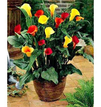 Arum Lily -  Zantedeschia - Assorted Bulbs Pack of 4 - Flower Bulbs (Not Seeds)