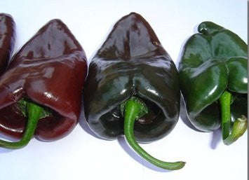 Mulato Isleno Chilli Pepper - Capsicum Annuum - 10 Seeds