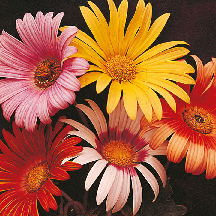 Daisy Harlequin Mix - Arctotis hybrida - Perennial Flower - 50 Seeds