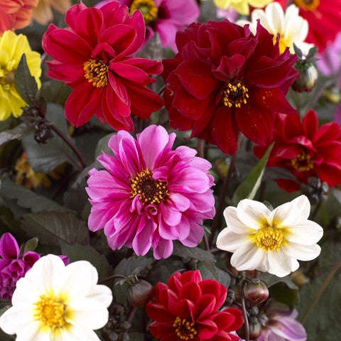Dahlia Redskin Mix - Dahlia variablis - Perennial Flower - 25 Seeds