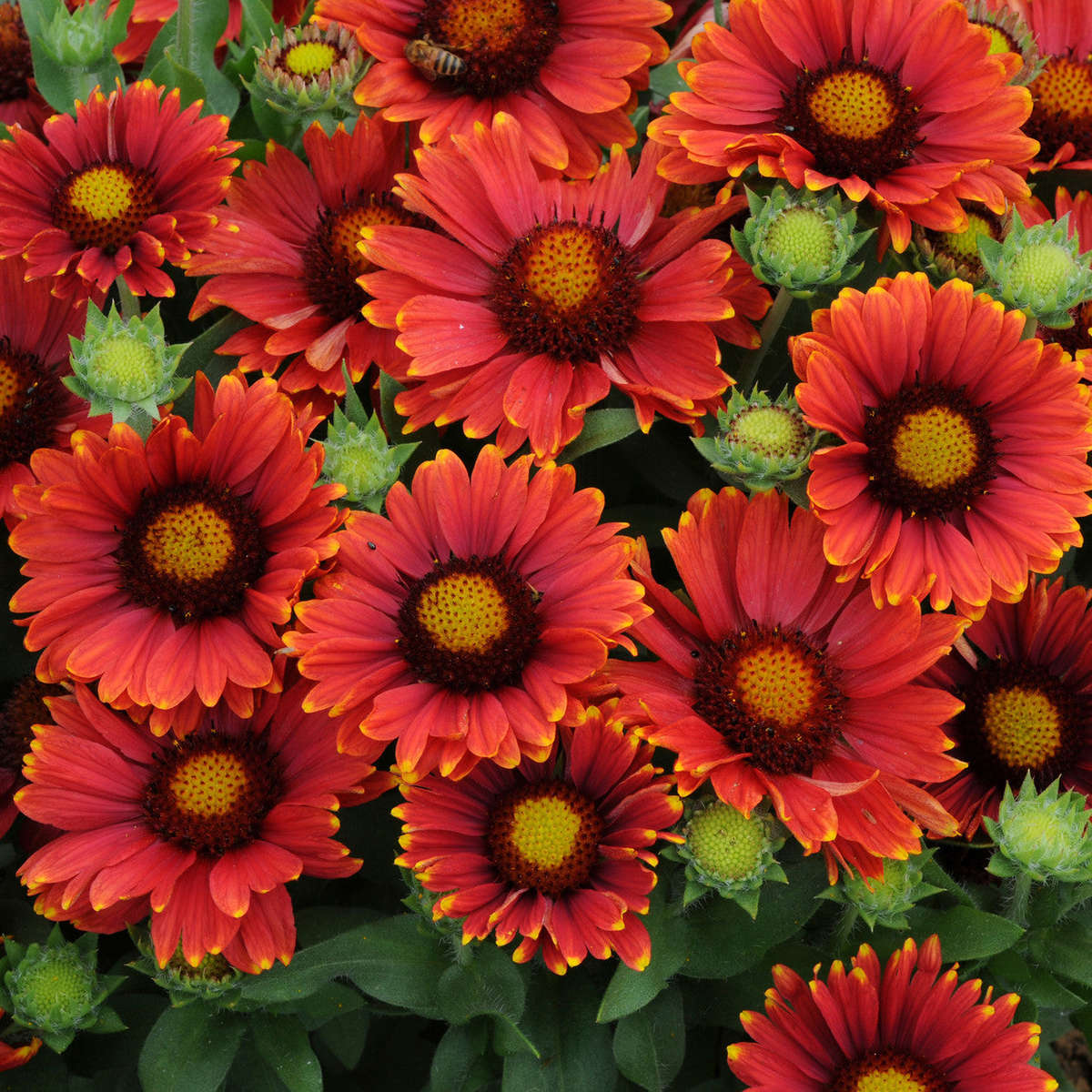 Arizona Red Shades Blanket Flower - Gaillardia grandiflora - Annual Flower - 5 Seeds