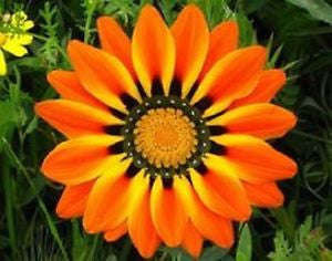 Gazania Peacock Orange - Gazania krebsiana - Perennial Flower - 10 Seeds