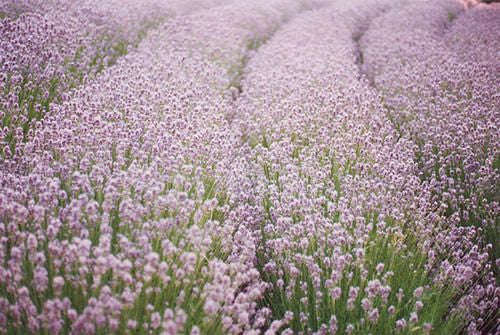 Lavender Ellagance Pink - Lavandula angustifolia - Perennial Flower / Herb - 10 Seeds