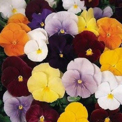 Pansy Clear Crystal Mix - Viola wittrockiana - Annual Flower - 200 Seeds