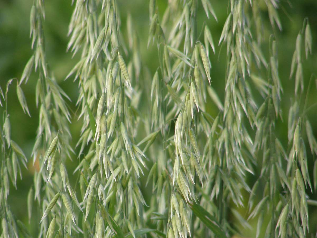 Oats Common - Avena sativa - Cover Crop / Green Manure / Grain - 5kg - 375m2